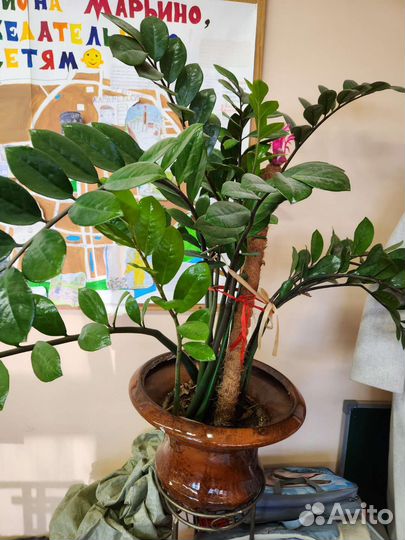 Замиокулькас