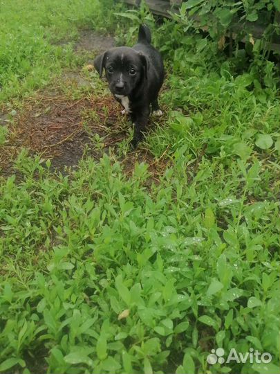 Щенки, пинчер со спаниелем