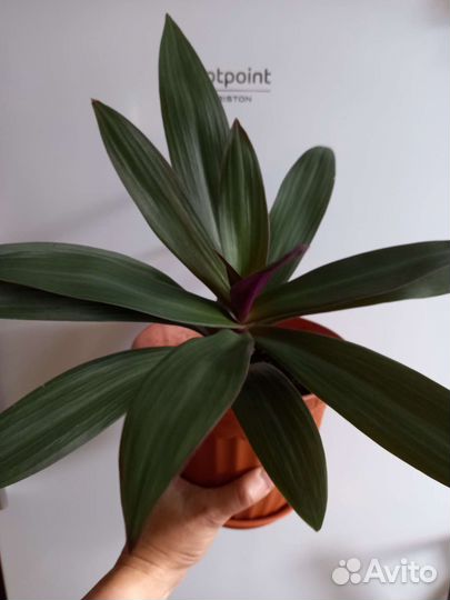 Комнатные цветы - рэо