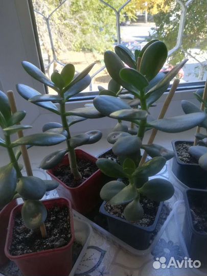 Крассула толстянка (денежное дерево)