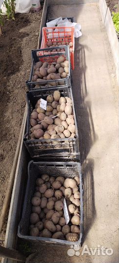 Семенной картофель