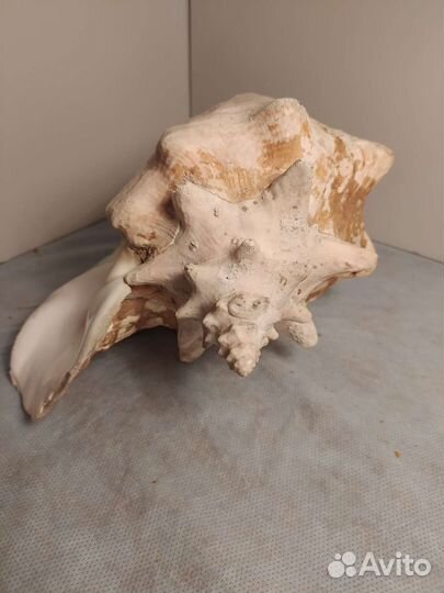 Ракушка огромная