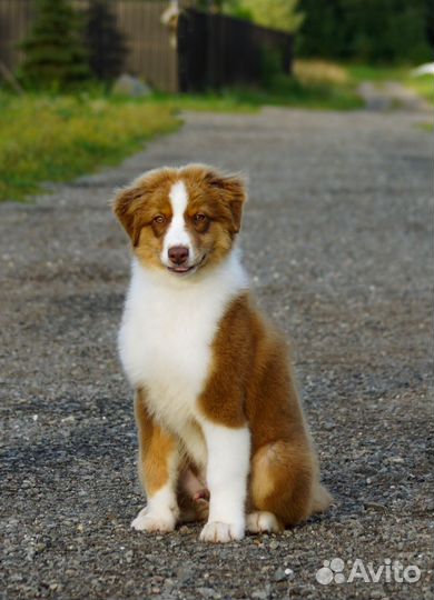 Австралийская овчарка (аусси)