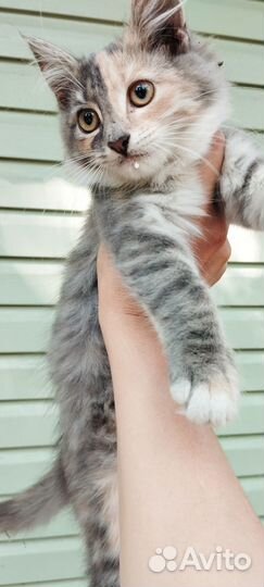 Отдам в добрые, заботливые руки даром бесплатно