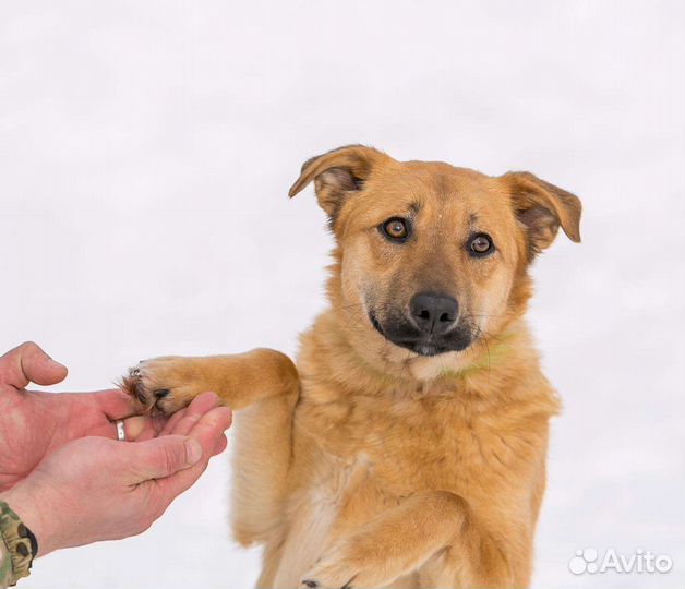 Собака бесплатно