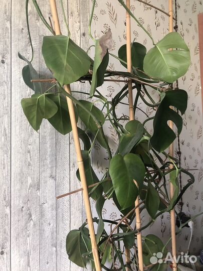 Монстера, катарантус, Клеродендрум