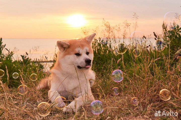 Курсы дрессировки собак / Кинолог