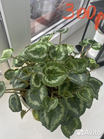 Комнатные растения цветы