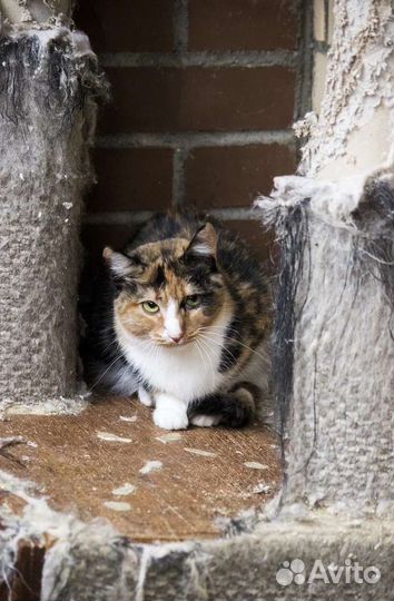 Кошка Василиса