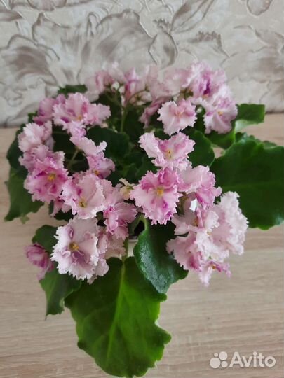 Детки сортовых фиалок