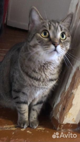 Кошка