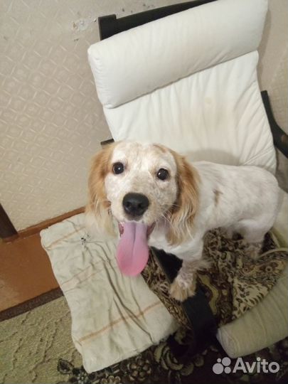 Собаки щенки