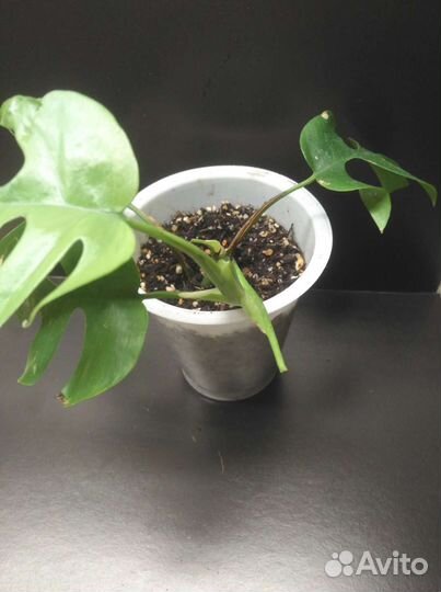 Монстера минима / рафидофора тетрасперма