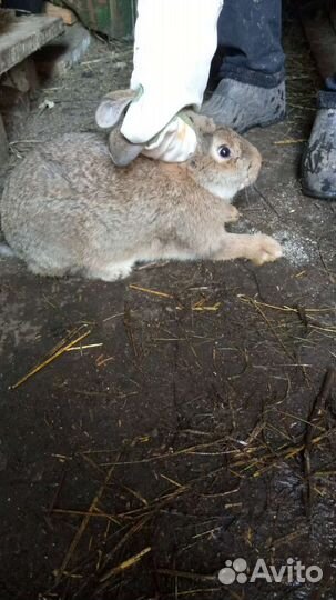 Продам кроликов