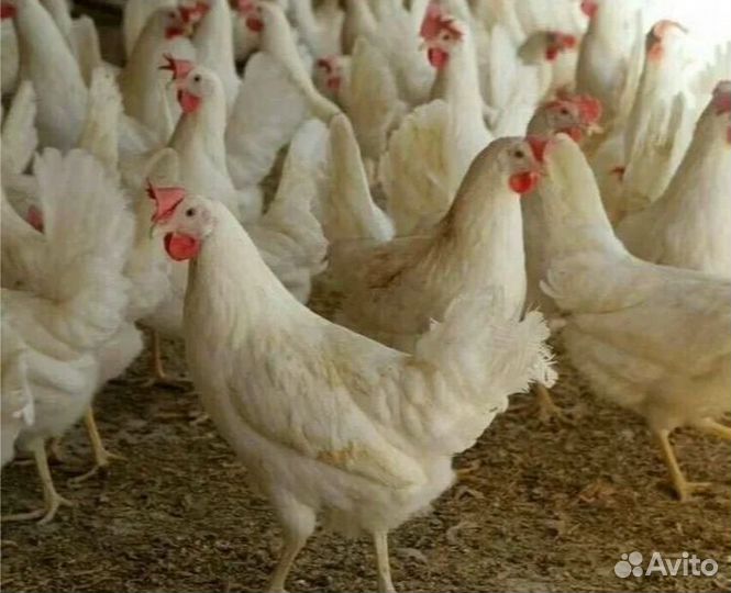 Куры несушки