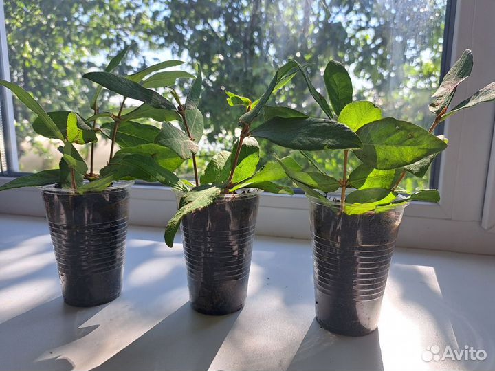 Саженцы жимолости 