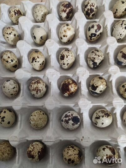 Инкубационное яйцо Техасский бройлер