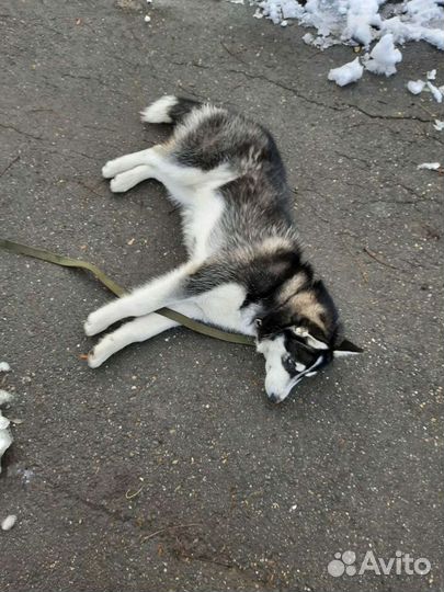 Зоогостиница/гостиница для собак Краснодар