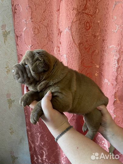 Щенки шарпей
