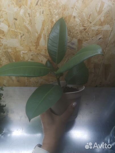 Фикус каучуконосный, эластика, денежное дерево