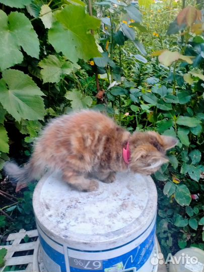 Отдам в добрые руки кошечку