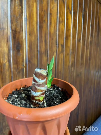 Пальма юкка