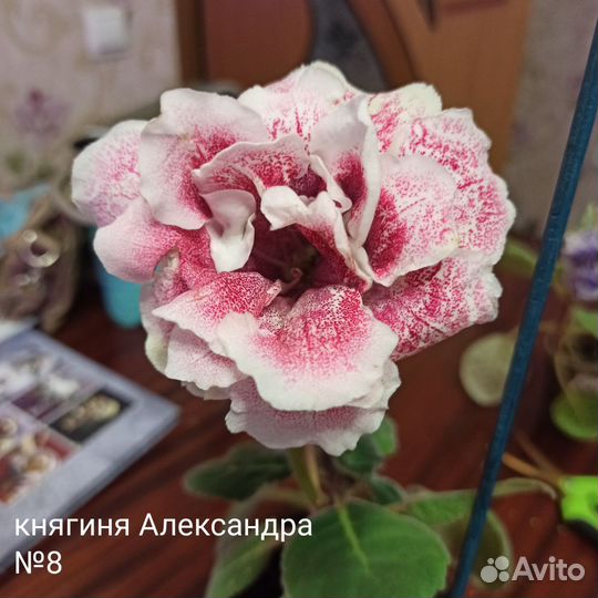 Глоксинии махровые