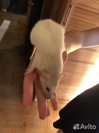 Крысы дамбо