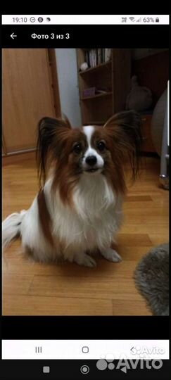 Оксана, грумер стрижка собак