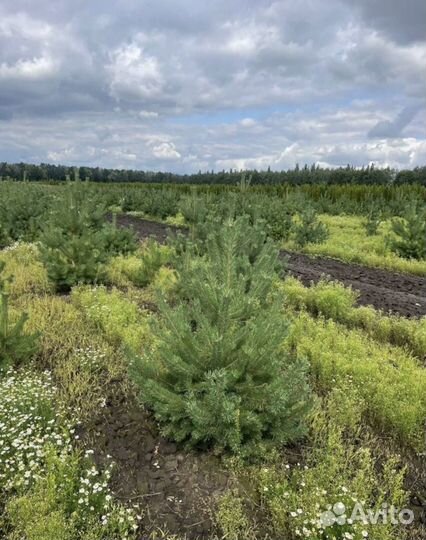Сосна Саженцы На Осень