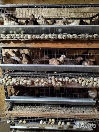 Продам перепелят и перепёлок, молодняк