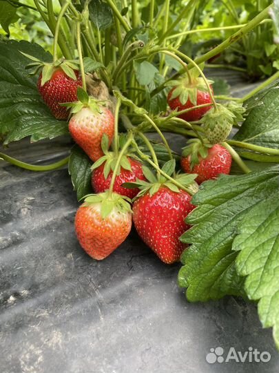 Рассада клубники