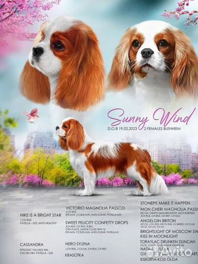 Девочка Кавалер кинг Чарльз спаниель РКФ