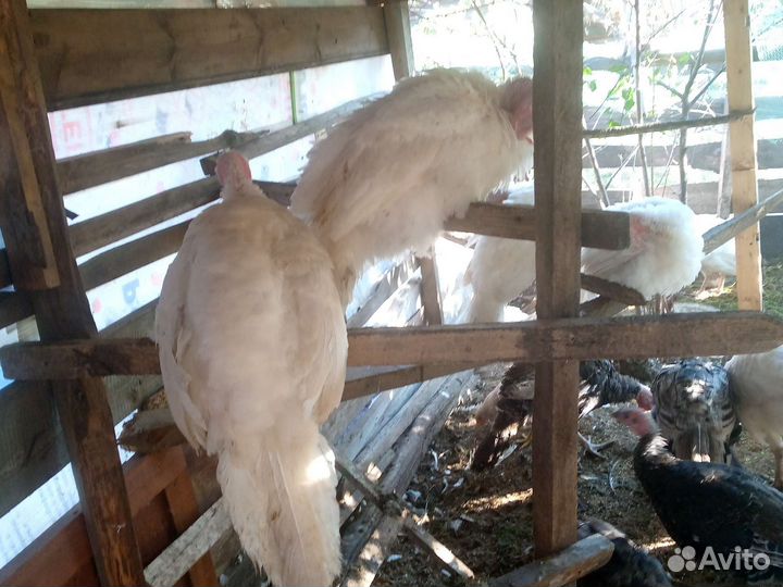 Индюшата, Петушки молодые, яйца куриные