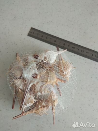 Морские ракушки