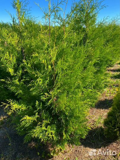 Туя Брабант ком