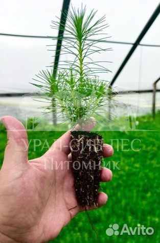 Сеянцы зкс Сосна Ель Лиственница окс Голуб Горн