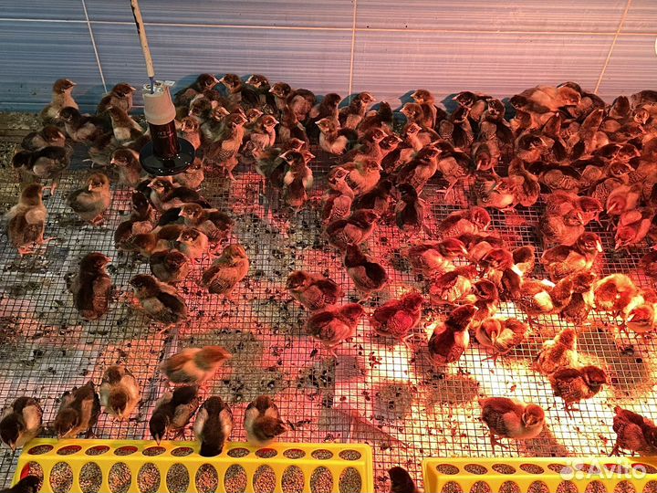 Цыплята Кучинская юбилейная