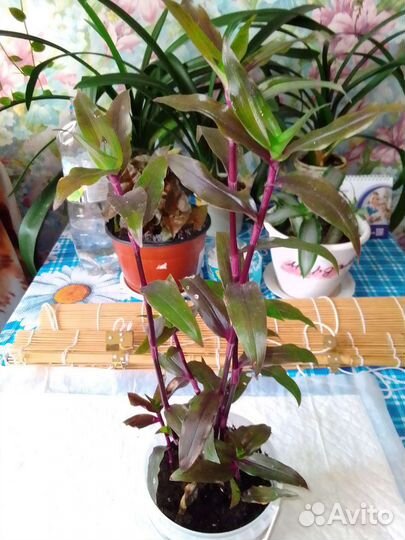 Традесканция сортовая. Purple Scimitars