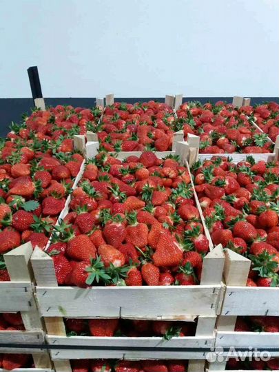 Ищу инвестора в клубнику