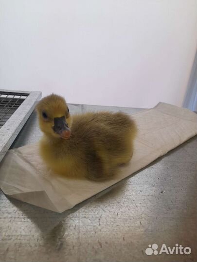 Вывод цыплят