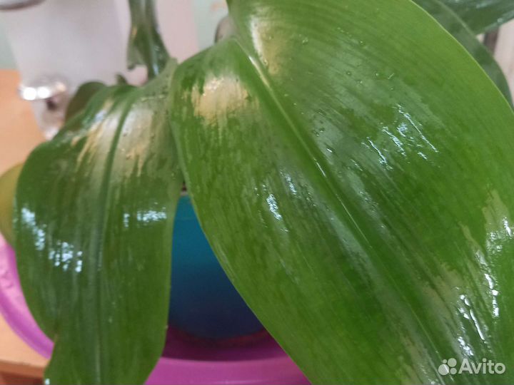 Эухарис или амазонская лилия