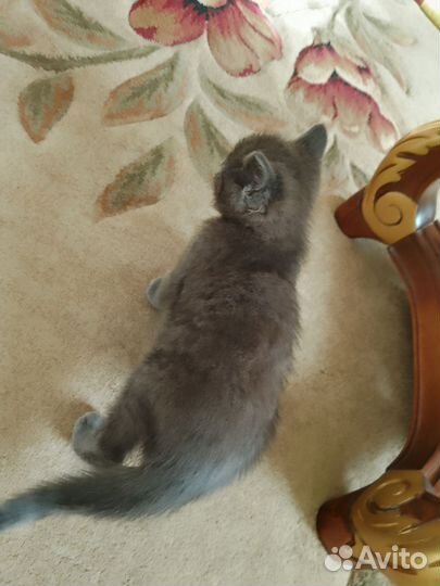 Очаровательный мальчишка