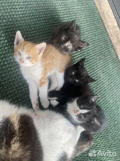 Котята в добрые руки