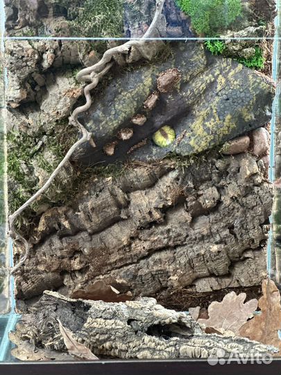 Террариум, паучатник для паука