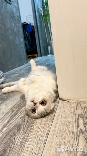 Ищем кота на вязку