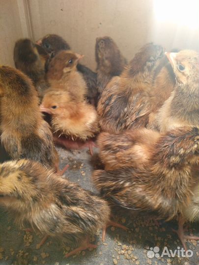 Цыплята кучинские юбилейные