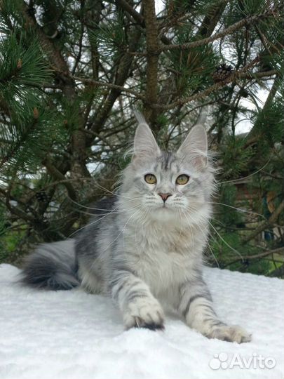 Кошечка серебро