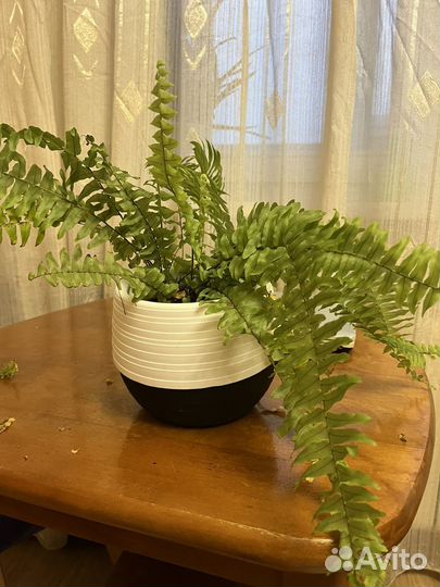 Папоротник