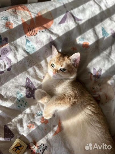Кошка Британская золотая шиншилла